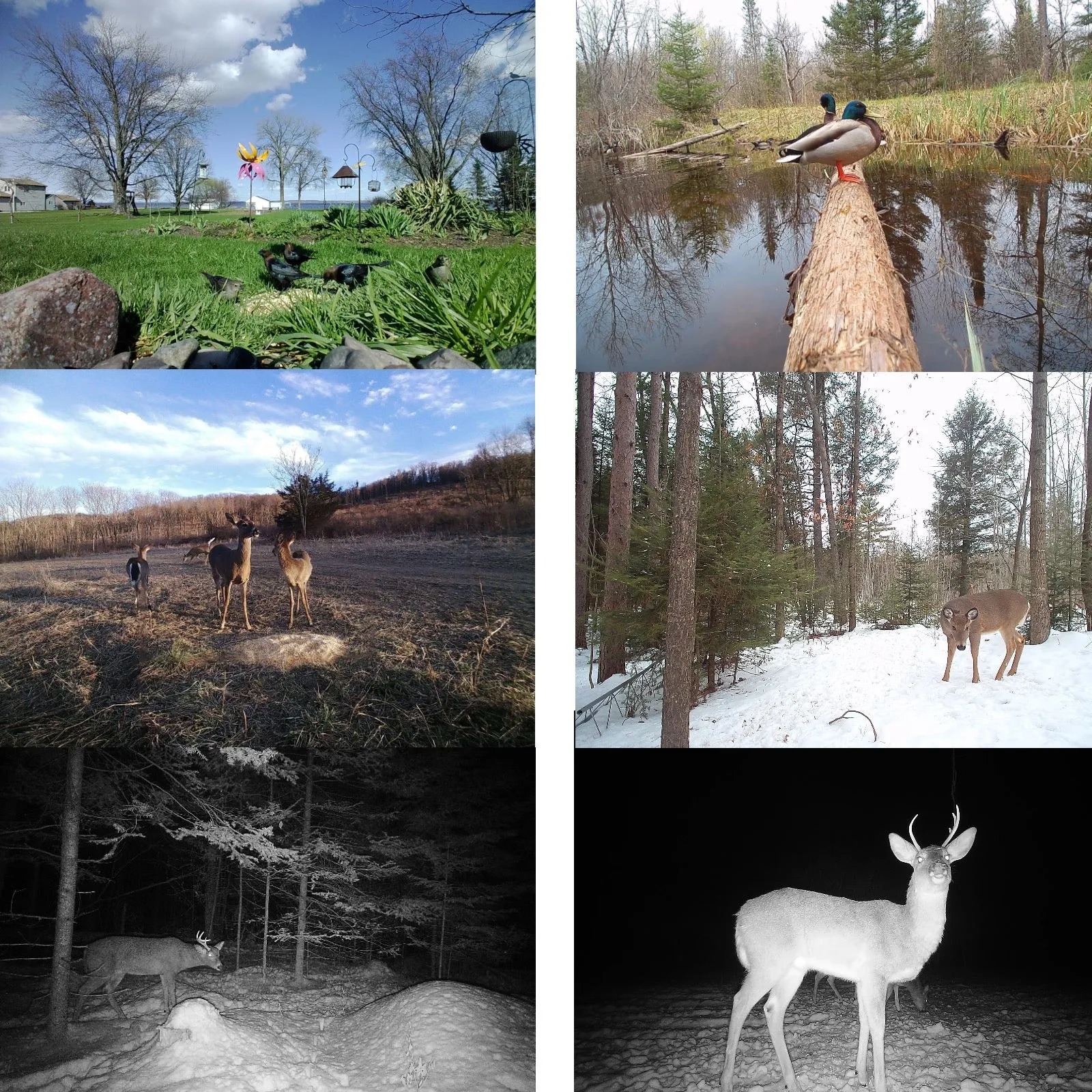 4G LTE Trail Camera & GPS Tracker 24MP Photo 1080p FHD Video Stream Smart Android / iOS App