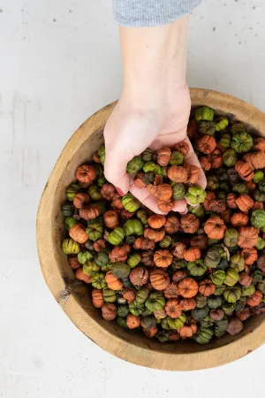 Bag of Orange and Green Putka Pods (Pack of 12 bags)