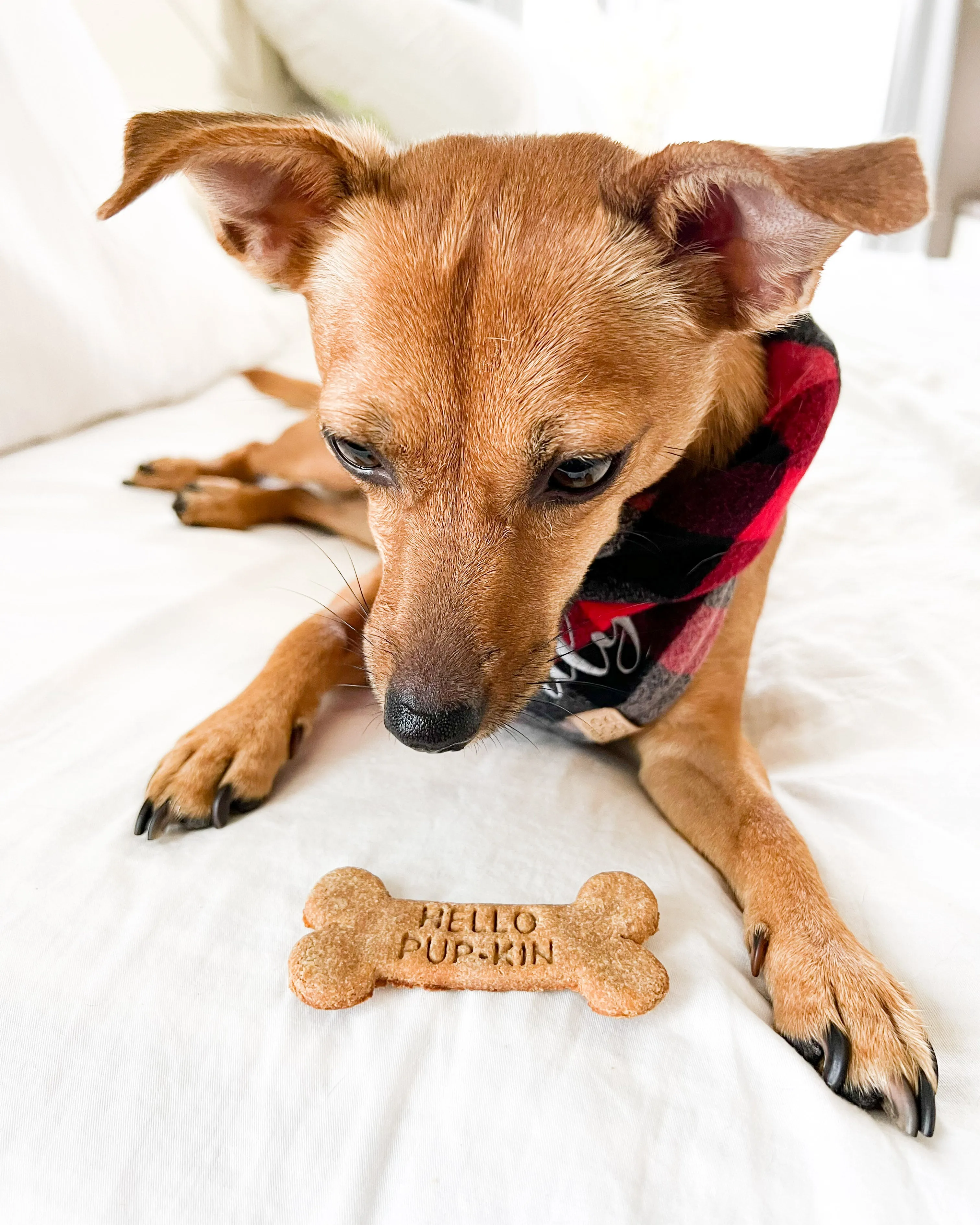 Fall Dog Biscuit Cookie Cutters - Bundle of 5