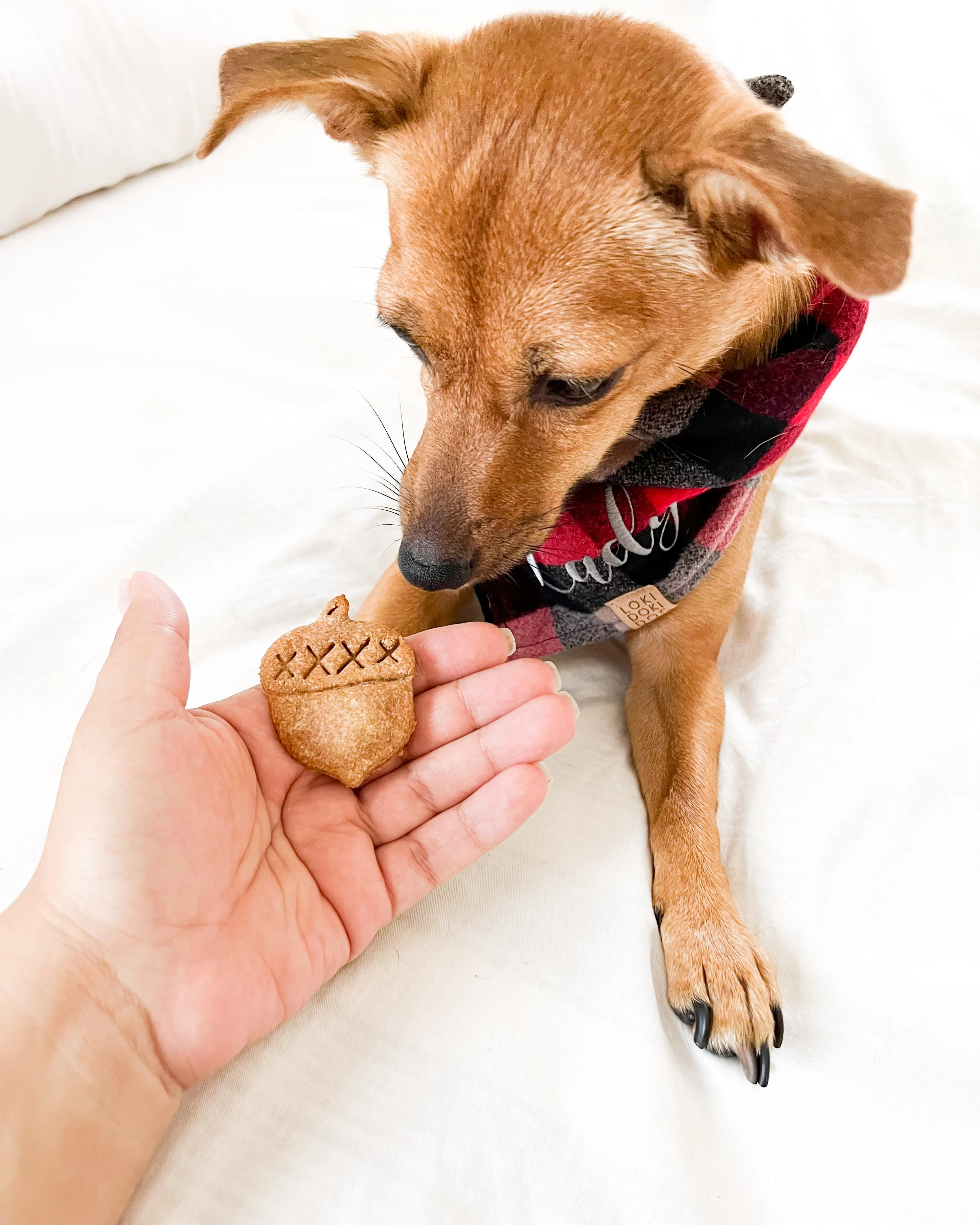 Fall Dog Biscuit Cookie Cutters - Bundle of 5