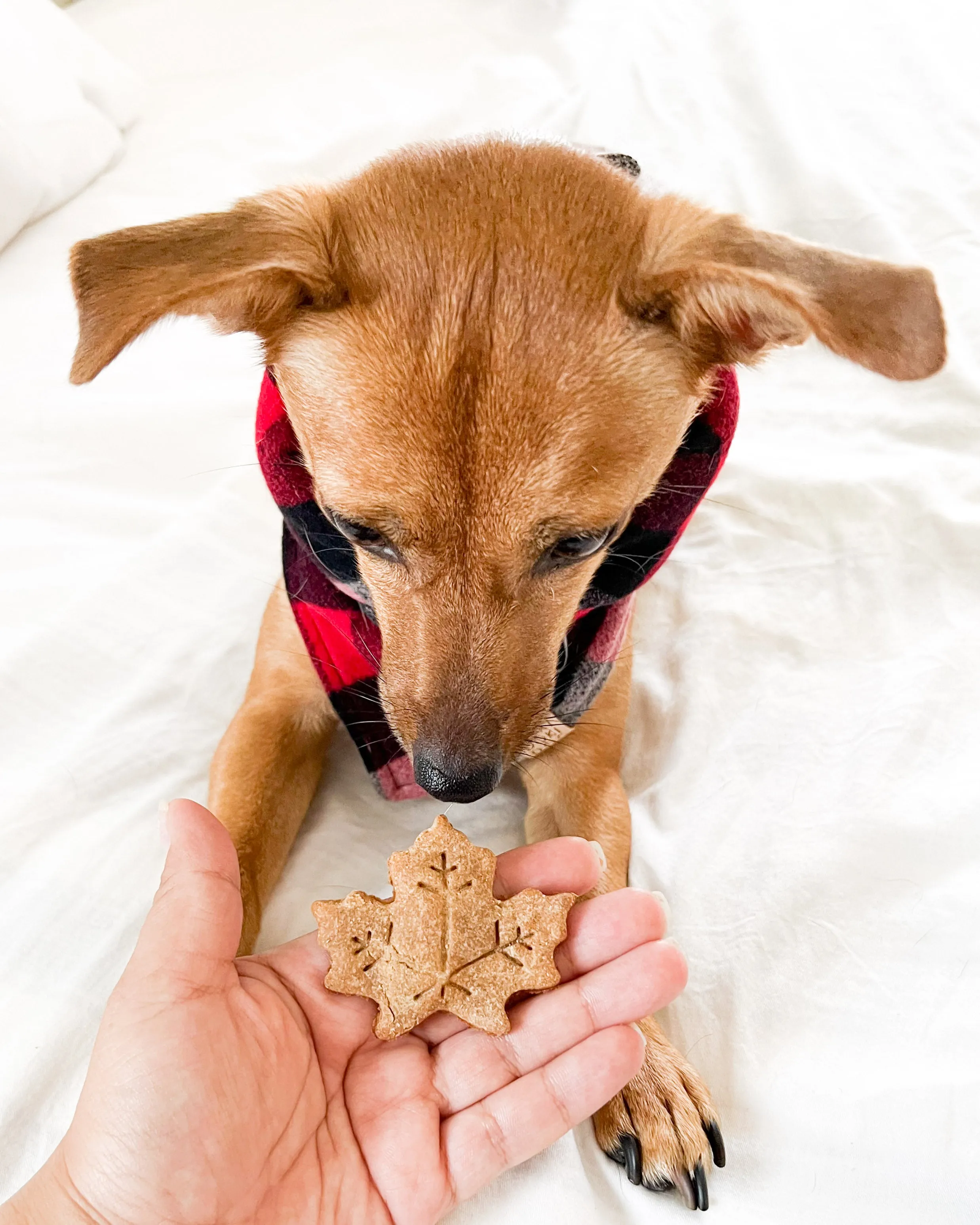 Fall Dog Biscuit Cookie Cutters - Bundle of 5