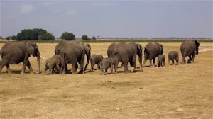 Group of Elephants Walk Away